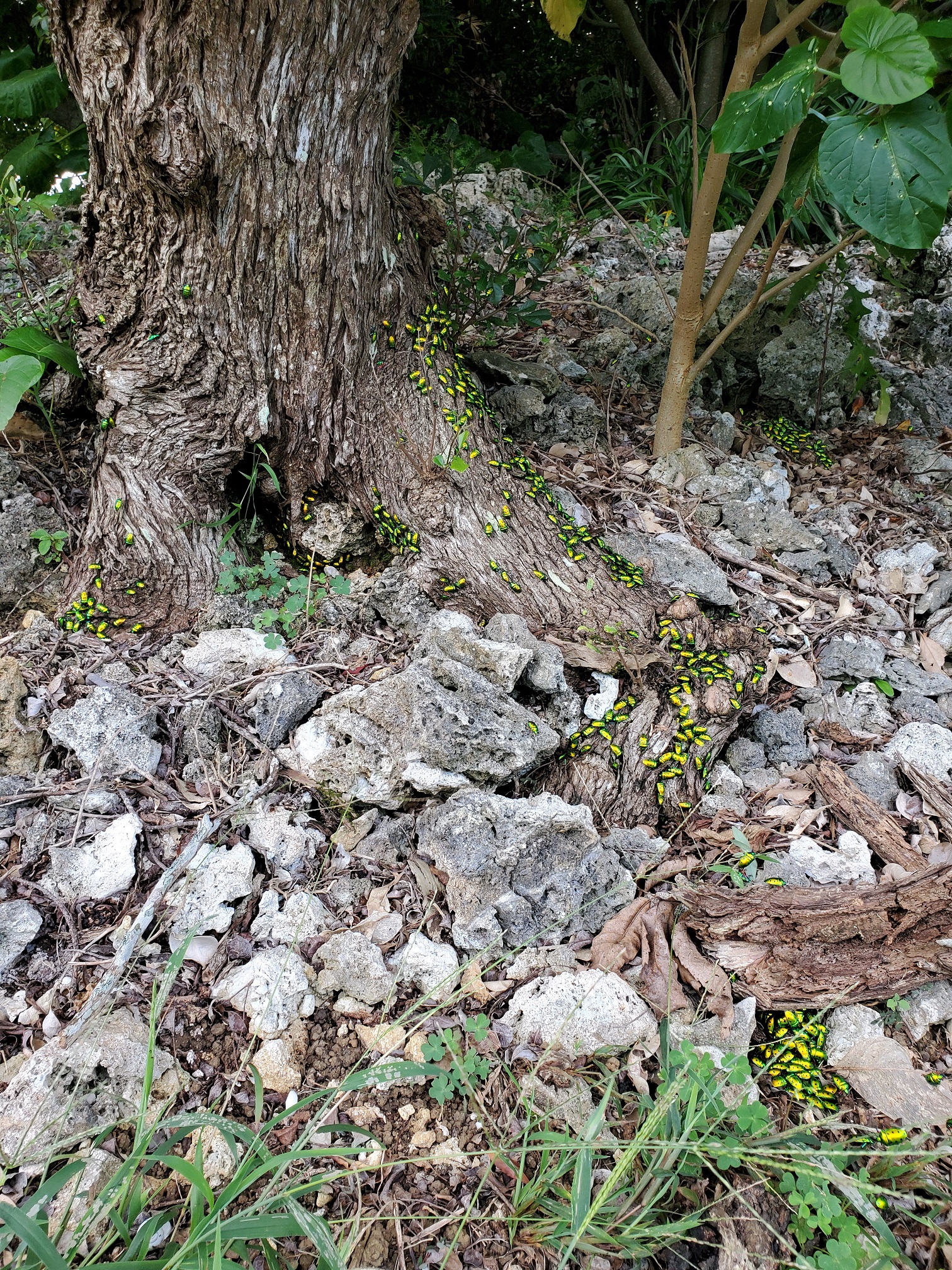 キラキラの木の幹 上原彩子オフィシャルサイト